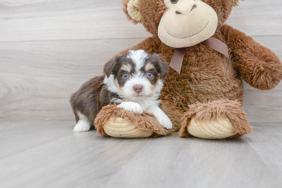 Meet Prague - our Aussiechon Puppy Photo 2/3 - Florida Fur Babies