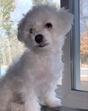 Bichon Frise Being Cute Bichon Frise Being Cute
