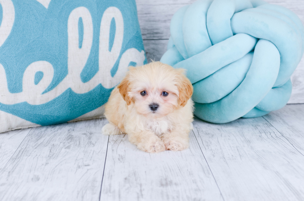 Meet Barclay - our Maltipoo Puppy Photo 1/3 - Florida Fur Babies