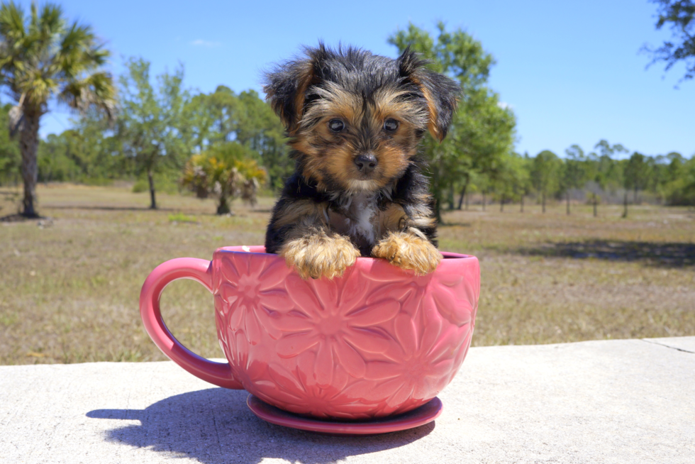 Meet Melvin - our Yorkshire Terrier Puppy Photo 4/5 - Florida Fur Babies
