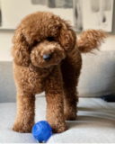 Cute Golden Retriever Poodle Mix Pup