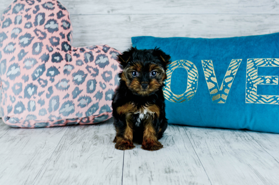 Meet  Roxy - our Yorkshire Terrier Puppy Photo 3/4 - Florida Fur Babies