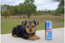 Meet Mocha - our Yorkshire Terrier Puppy Photo 3/4 - Florida Fur Babies