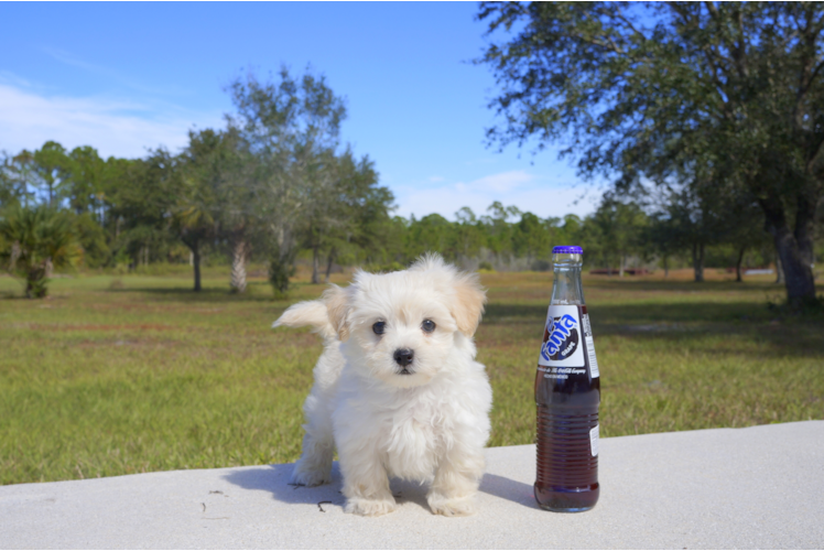 Meet North - our Maltipoo Puppy Photo 4/4 - Florida Fur Babies