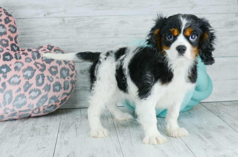 Meet  Henry - our Cavalier King Charles Spaniel Puppy Photo 2/4 - Florida Fur Babies