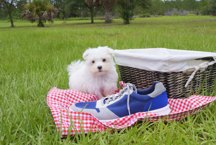 Meet Cuti-Pie - our Maltese Puppy Photo 2/3 - Florida Fur Babies