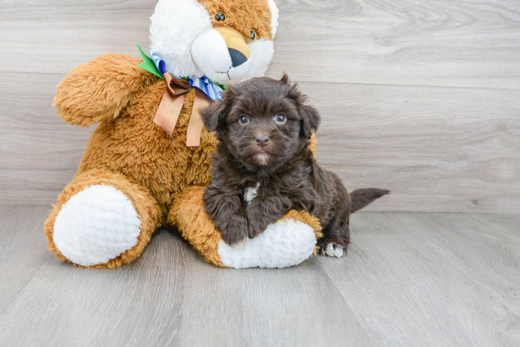 Meet Ramirez - our Havapoo Puppy Photo 1/3 - Florida Fur Babies