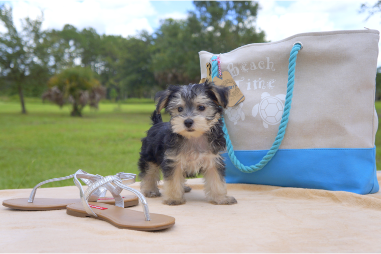 Meet Laura - our Morkie Puppy Photo 2/4 - Florida Fur Babies