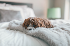 Cute Cavapoo Poodle Mix Pup