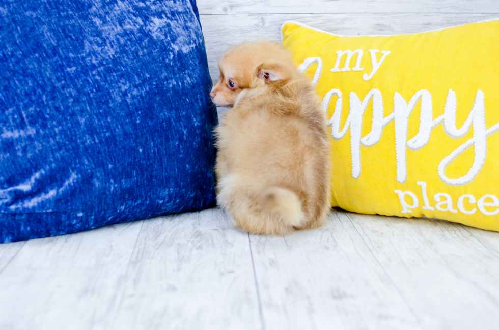 Meet  Roswell - our Pomeranian Puppy Photo 4/4 - Florida Fur Babies