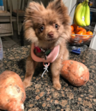 Cute Pomeranian Purebred Pup Cute Pomeranian Purebred Pup