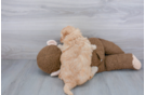 Meet Keegan - our Mini Goldendoodle Puppy Photo 3/3 - Florida Fur Babies