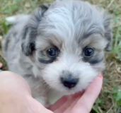 Cute Aussiechon Designer Pup
