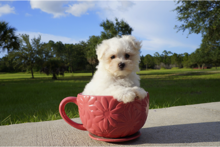 Meet Collin - our Maltese Puppy Photo 2/2 - Florida Fur Babies