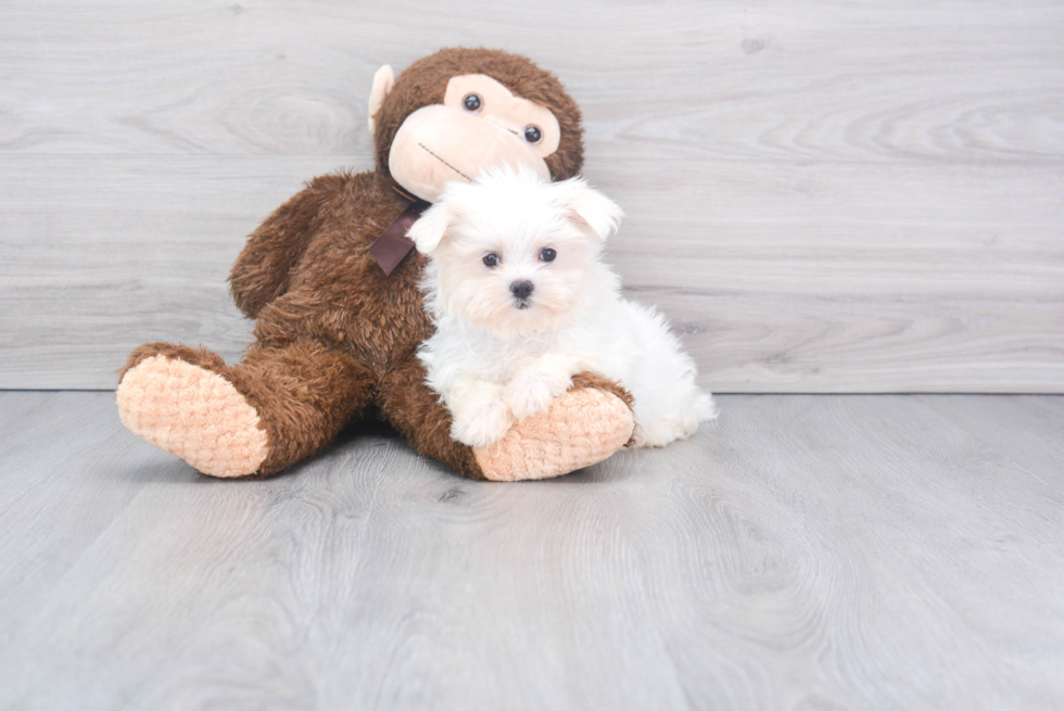 Meet Dolly - our Maltese Puppy Photo 1/2 - Florida Fur Babies