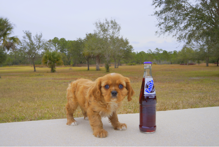 Meet Foxtrot - our Cavalier King Charles Spaniel Puppy Photo 3/3 - Florida Fur Babies