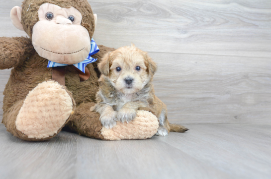 17 week old Morkie Puppy For Sale - Florida Fur Babies