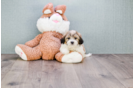 Meet Rucker - our Teddy Bear Puppy Photo 2/4 - Florida Fur Babies