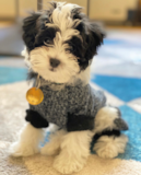 Havanese Being Cute