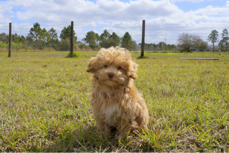 Meet Matthew - our Cavapoo Puppy Photo 1/3 - Florida Fur Babies