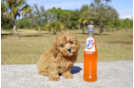 Meet Nicholas - our Cavapoo Puppy Photo 1/2 - Florida Fur Babies