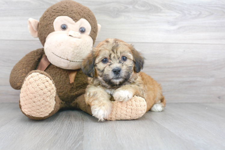 Meet Fargo - our Teddy Bear Puppy Photo 1/3 - Florida Fur Babies