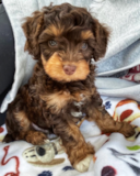 Cute Mini Aussiedoodle Poodle Mix Pup