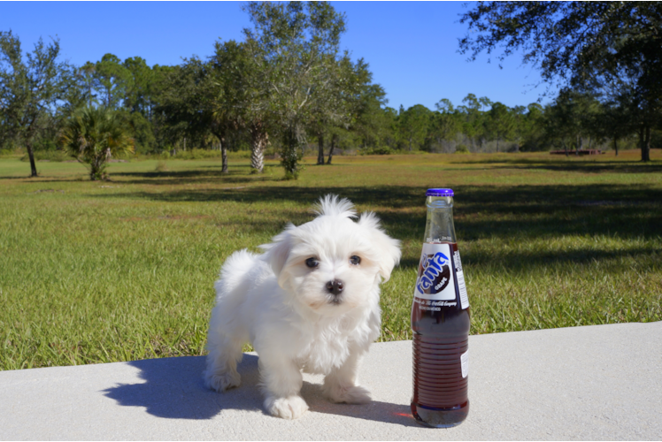 Meet  Laurel - our Maltese Puppy Photo 4/4 - Florida Fur Babies
