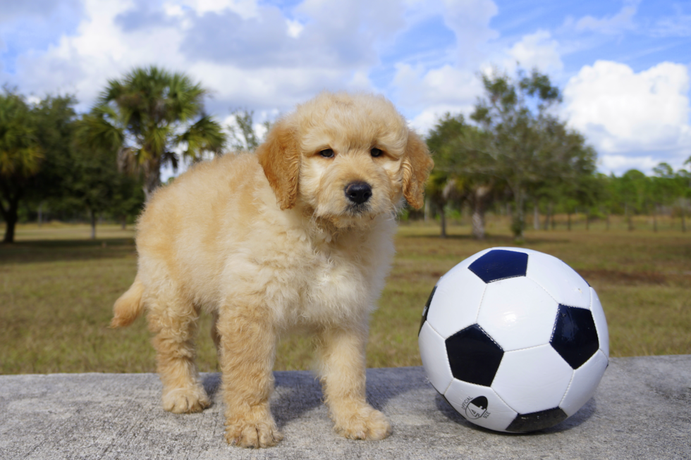 Meet Noel - our Mini Goldendoodle Puppy Photo 1/2 - Florida Fur Babies
