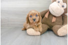 Meet Prince - our Cavalier King Charles Spaniel Puppy Photo 2/3 - Florida Fur Babies