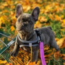 Puppy For Sale - Florida Fur Babies Puppy For Sale - Florida Fur Babies