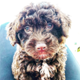 Mini Labradoodle Being Cute Mini Labradoodle Being Cute