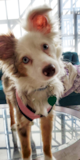 Cute Mini Aussie Pup Cute Mini Aussie Pup