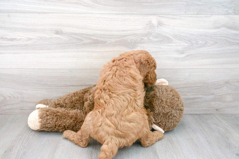 Meet Hardy - our Mini Goldendoodle Puppy Photo 3/3 - Florida Fur Babies