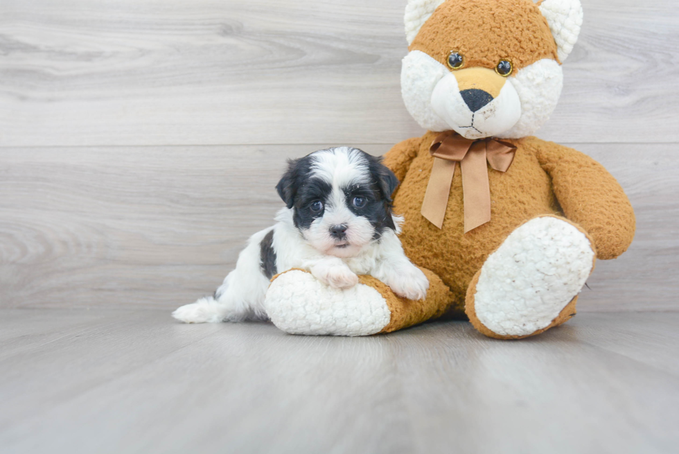 Meet Janet - our Teddy Bear Puppy Photo 1/3 - Florida Fur Babies