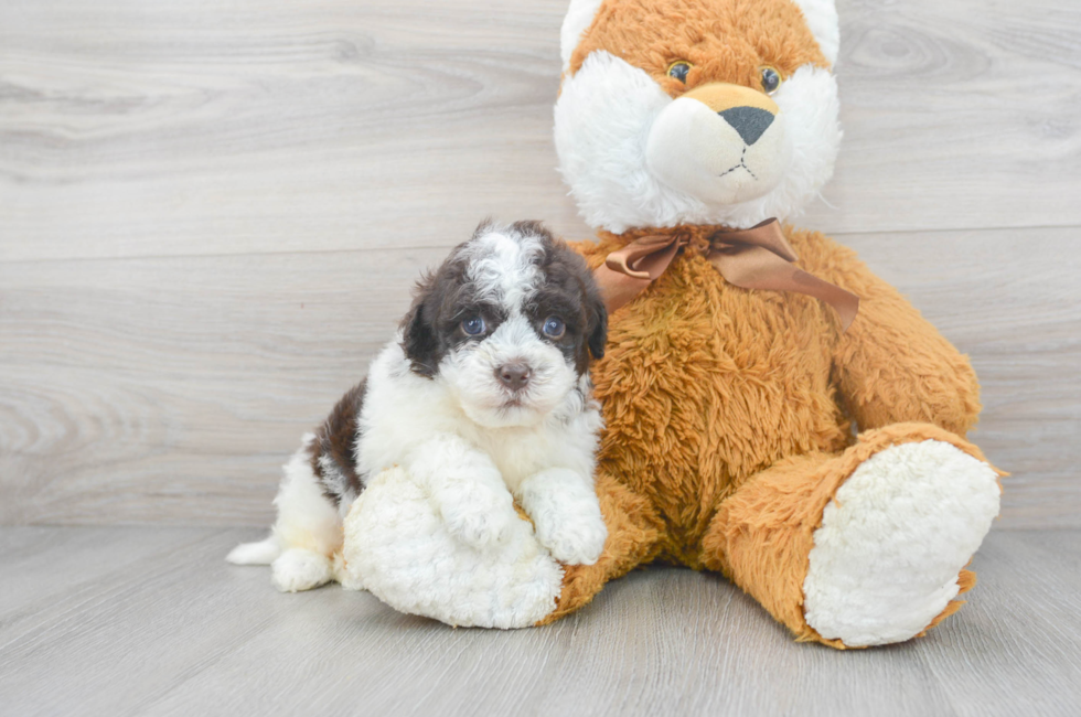 10 week old Havapoo Puppy For Sale - Florida Fur Babies
