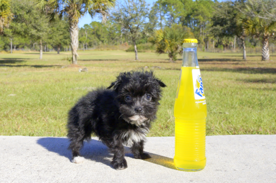 345 week old Morkie Puppy For Sale - Florida Fur Babies