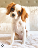 Cute Cavalier King Charles Spaniel Pup