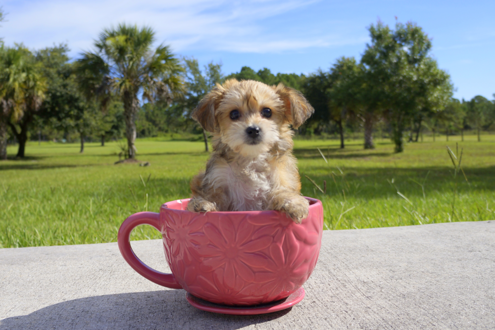 Meet Tina - our Morkie Puppy Photo 2/2 - Florida Fur Babies