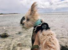 Cute Morkie Pup