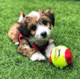 Cute Aussiechon Designer Pup Cute Aussiechon Designer Pup