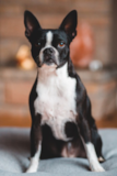 Boston Terrier Being Cute