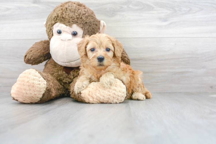 Meet Kubota - our Mini Goldendoodle Puppy Photo 1/2 - Florida Fur Babies