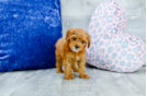 Meet Yara  - our Cavapoo Puppy Photo 4/4 - Florida Fur Babies