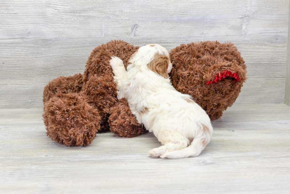 Meet Tater - our Cavapoo Puppy Photo 4/4 - Florida Fur Babies