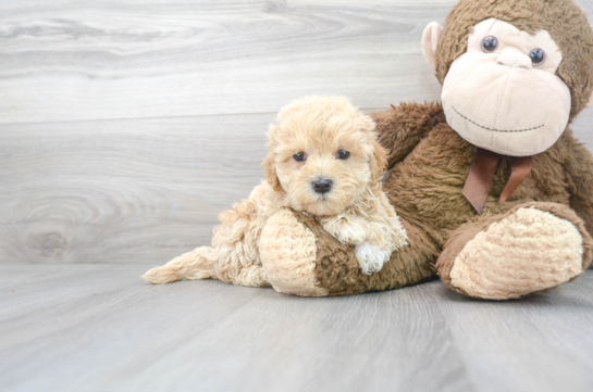 16 week old Maltipoo Puppy For Sale - Florida Fur Babies