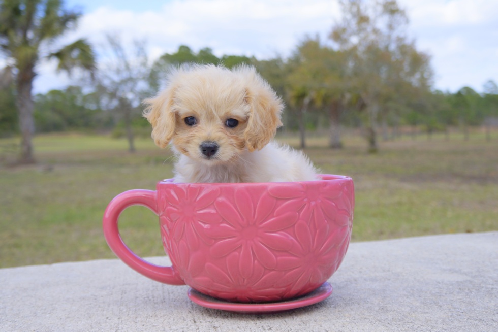 Meet  Elizabeth - our Cavapoo Puppy Photo 2/5 - Florida Fur Babies