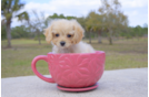 Meet  Elizabeth - our Cavapoo Puppy Photo 2/5 - Florida Fur Babies
