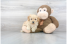 Meet Howie - our Mini Goldendoodle Puppy Photo 2/3 - Florida Fur Babies