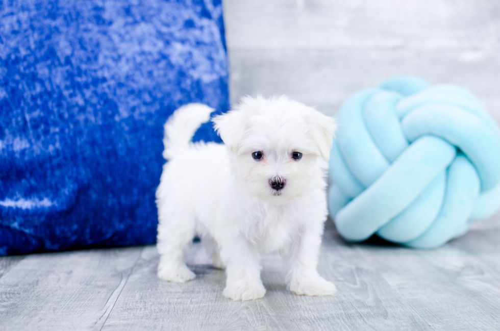 Meet Klondike - our Maltese Puppy Photo 3/4 - Florida Fur Babies